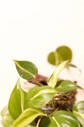Philodendron hederaceum var. oxycardium "Brasil"